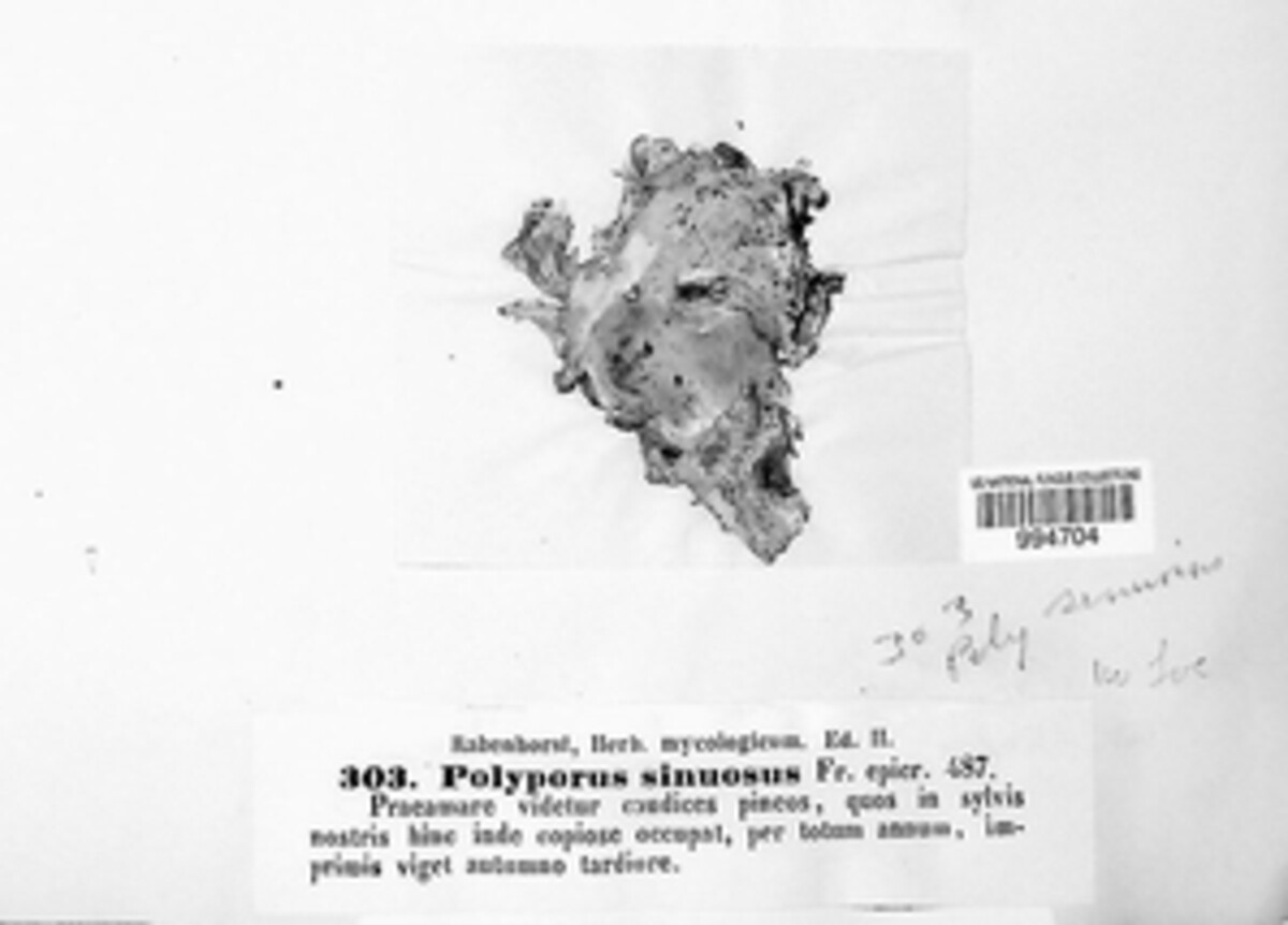 Polyporus sinuosus image